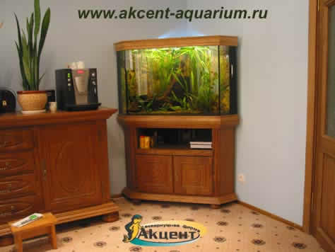 Акцент-аквариум,аквариум 300 литров угловой с живыми растениями